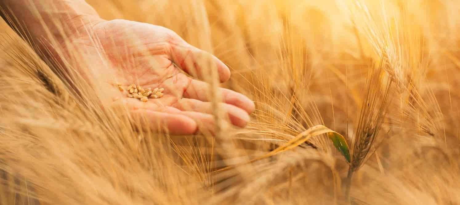 مجلس الوزراء يوافق على اتفاقية منحة من الوكالة الفرنسية للتنمية لتطوير سعات تخزين صوامع القمح